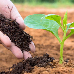 ENMIENDAS ORGÁNICAS